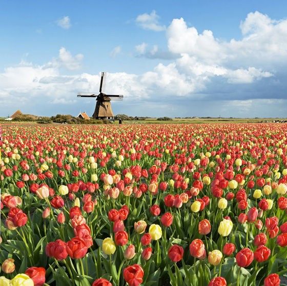 Unknown Zijpe Willmill tulip